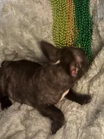 Mustachio, a male French Bulldog for sale in Madisonville, KY – Photo 2 of 6