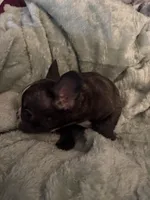 Mustachio, a male French Bulldog for sale in Madisonville, KY – Photo 6 of 6