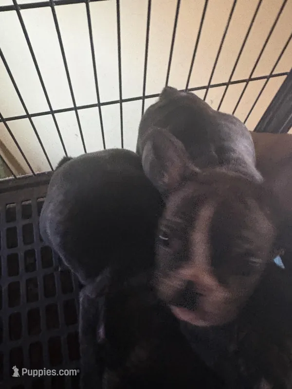 Mustachio, a male French Bulldog for sale in Madisonville, KY – Photo 1 of 4