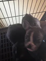 Mustachio, a male French Bulldog for sale in Madisonville, KY – Photo 1 of 4