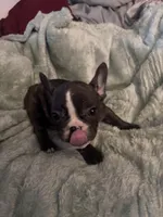 Mustachio, a male French Bulldog for sale in Madisonville, KY – Photo 5 of 6