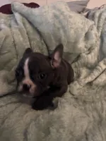 Mustachio, a male French Bulldog for sale in Madisonville, KY – Photo 4 of 6