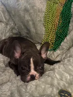 Mustachio, a male French Bulldog for sale in Madisonville, KY – Photo 1 of 6