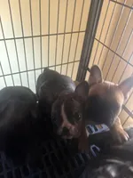 Mustachio, a male French Bulldog for sale in Madisonville, KY – Photo 4 of 4