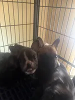 Mustachio, a male French Bulldog for sale in Madisonville, KY – Photo 2 of 4