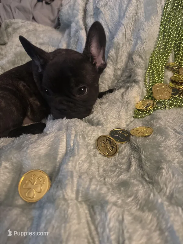 Handsome brindle  – French Bulldog puppy for sale in Madisonville, KY