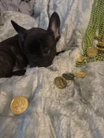 Handsome brindle , a male French Bulldog for sale in Madisonville, KY – Photo 1 of 5