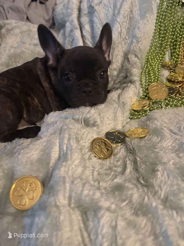 Handsome brindle  – French Bulldog puppy for sale in Madisonville, KY