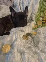 Handsome brindle , a male French Bulldog for sale in Madisonville, KY – Photo 2 of 5