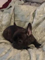 Handsome brindle , a male French Bulldog for sale in Madisonville, KY – Photo 3 of 5