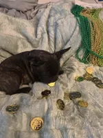 Handsome brindle , a male French Bulldog for sale in Madisonville, KY – Photo 5 of 5