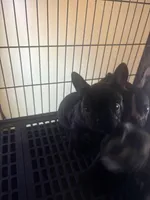 Handsome brindle , a male French Bulldog for sale in Madisonville, KY – Photo 4 of 4