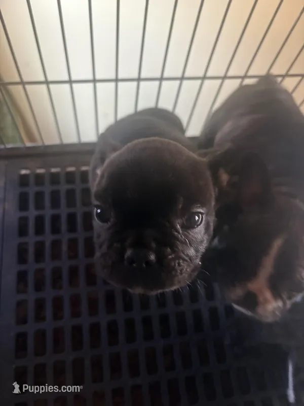 Handsome brindle , a male French Bulldog for sale in Madisonville, KY – Photo 1 of 4