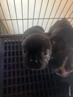 Handsome brindle , a male French Bulldog for sale in Madisonville, KY – Photo 1 of 4