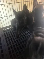 Handsome brindle , a male French Bulldog for sale in Madisonville, KY – Photo 3 of 4