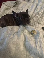 Handsome brindle , a male French Bulldog for sale in Madisonville, KY – Photo 4 of 5