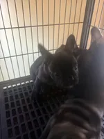 Handsome brindle , a male French Bulldog for sale in Madisonville, KY – Photo 2 of 4