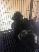 Big boy, a male French Bulldog for sale in Madisonville, KY – Photo 2 of 2