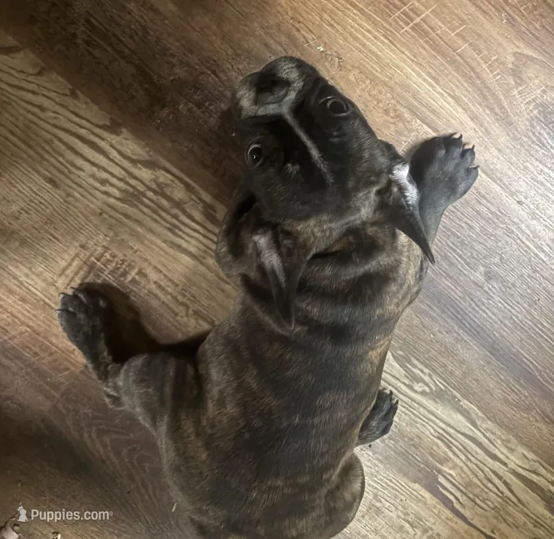 Beefy  – French Bulldog puppy for sale in Madisonville, KY