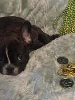 Beefy , a male French Bulldog for sale in Madisonville, KY – Photo 4 of 5
