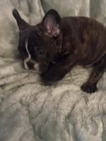 Beefy , a male French Bulldog for sale in Madisonville, KY – Photo 3 of 5