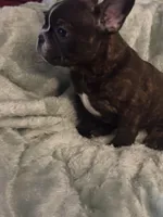 Beefy , a male French Bulldog for sale in Madisonville, KY – Photo 2 of 5
