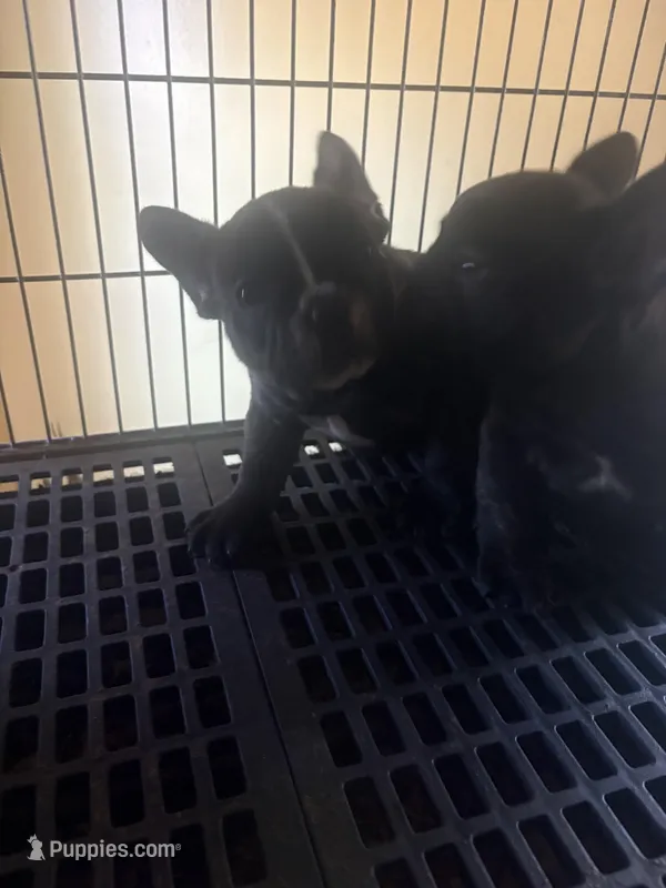 Big boy, a male French Bulldog for sale in Madisonville, KY – Photo 1 of 2