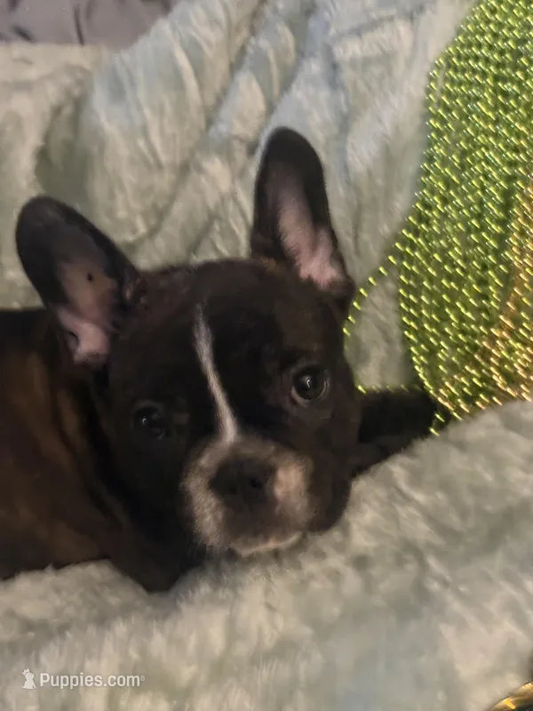 Big boy – French Bulldog puppy for sale in Madisonville, KY