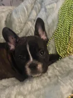 Beefy , a male French Bulldog for sale in Madisonville, KY – Photo 1 of 5