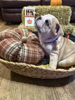 Buddy, a male English Bulldog for sale in Jasper, AL – 7 of 8
