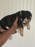 Rocky, a male English Bulldog for sale in Jasper, AL – 5 of 8