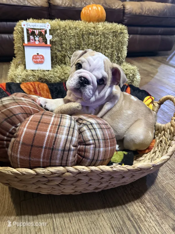 Buddy – English Bulldog puppy for sale in Jasper, AL