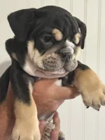 Rocky, a male English Bulldog for sale in Jasper, AL – 7 of 8
