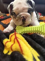 Mr.Fluffy, a male English Bulldog for sale in Jasper, AL – 8 of 10