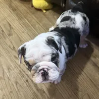 Mr.Fluffy, a male English Bulldog for sale in Jasper, AL – 10 of 10