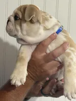 Buddy, a male English Bulldog for sale in Jasper, AL – 3 of 8