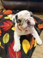 Mr.Fluffy, a male English Bulldog for sale in Jasper, AL – 6 of 10