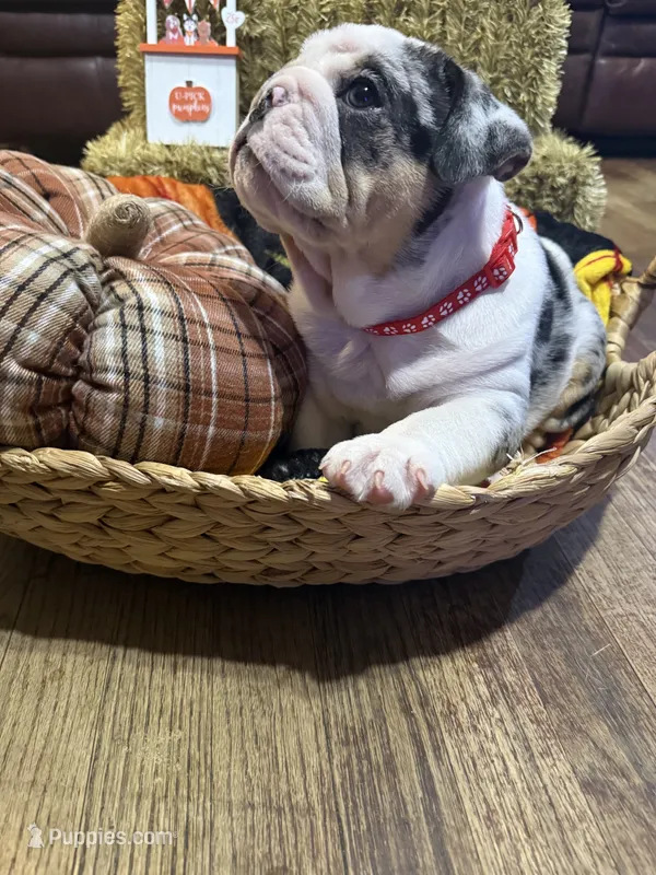 Mr.Fluffy – English Bulldog puppy for sale in Jasper, AL