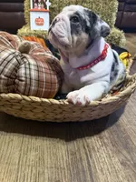 Mr.Fluffy, a male English Bulldog for sale in Jasper, AL – 1 of 10