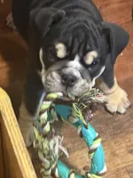 Rocky, a male English Bulldog for sale in Jasper, AL – 2 of 8