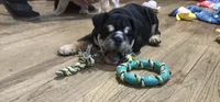 Rocky, a male English Bulldog for sale in Jasper, AL – 8 of 8