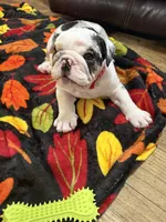 Mr.Fluffy, a male English Bulldog for sale in Jasper, AL – 2 of 10