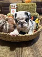 Mr.Fluffy, a male English Bulldog for sale in Jasper, AL – 4 of 10