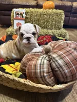Lilley, a female English Bulldog for sale in Jasper, AL – 6 of 8