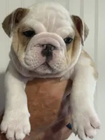 Lilley, a female English Bulldog for sale in Jasper, AL – 4 of 8