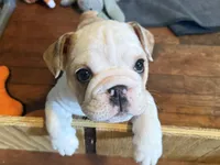 Lilley, a female English Bulldog for sale in Jasper, AL – 2 of 8