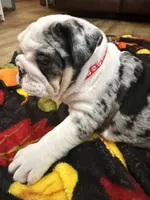 Mr.Fluffy, a male English Bulldog for sale in Jasper, AL – 7 of 10