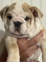 Buddy, a male English Bulldog for sale in Jasper, AL – 6 of 8