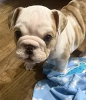 Lilley, a female English Bulldog for sale in Jasper, AL – 7 of 8