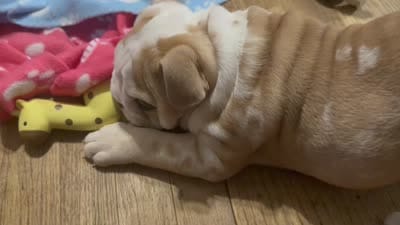 Buddy, a male English Bulldog for sale in Jasper, AL – 8 of 8
